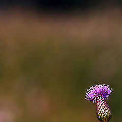 photo "Native souls"