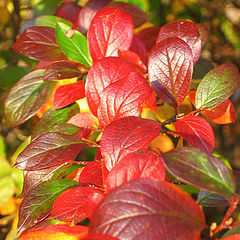 photo "Autumn colors"