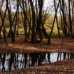 photo "Autumn woodland"