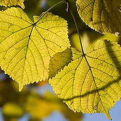 photo "Through the filter of last foliage"