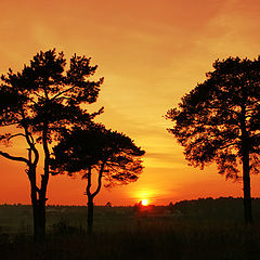 photo "Pines at the sunset"