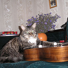photo "musical cat"