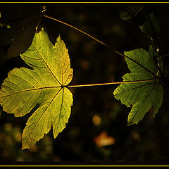 фото "autumn 2"