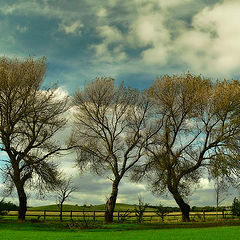 photo "Three Trees"