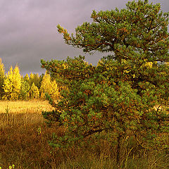 photo "Sunshine in the evening"