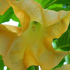 фото "Trumpet Flower"