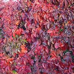 фото "red colore"