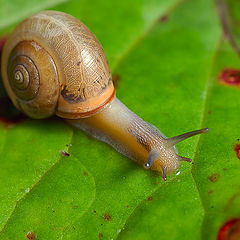 photo "snail"