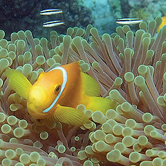 photo "Clown Fish"