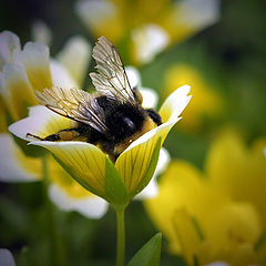 photo "In the Bowl"