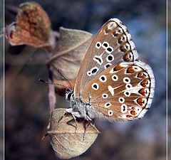 фото "bellargus"