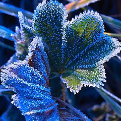 photo "blue-blue rime...."