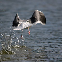 photo "Taking Off"