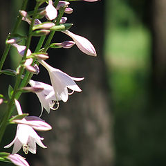 photo "Fragility of a beauty"