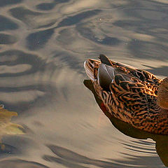 фото "Autumn"