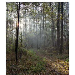 photo "A morning at an autumn park"