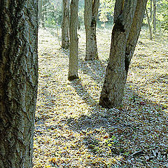photo "Amur cork trees in October"