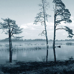 photo "Three sisters"