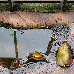 photo "Simply puddle."