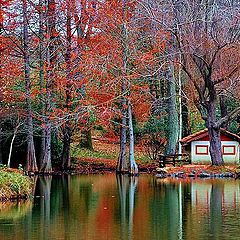 фото "Red Autumn"