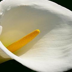 photo "Symphony in White and Yellow (Melody of love!)"