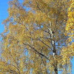 photo "birch (that was a good autumn)"