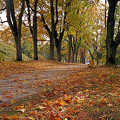 фото "В старом парке"