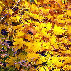 photo "Autumn palette"
