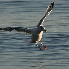 фото "Jump"