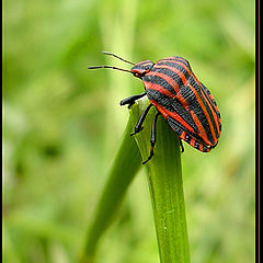 photo "Bug"