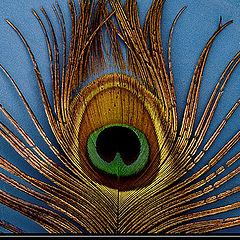 photo "Peacock`s eye"