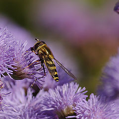 photo "macrowork"