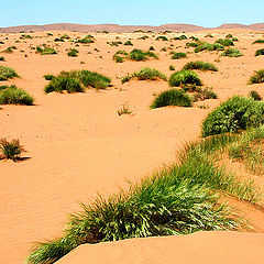 photo "Desert. April."