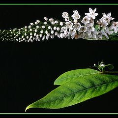 фото "veronica stem and leaves"