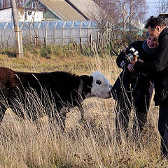 photo "About that as the small cow hardly was the photogr"