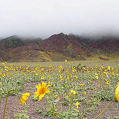 фото "Genesis at Death Valley"