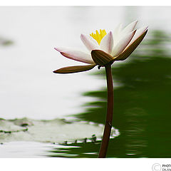 photo "Smoothness of a Lotus"