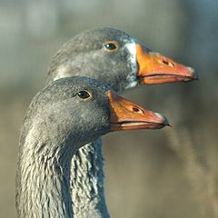 photo "Two not the cheerful goose."