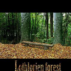 фото "Lothlorien Forest"