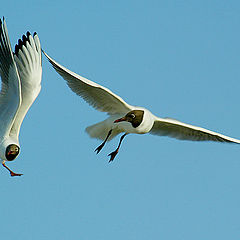 photo "why you are standing? lets FLY!!!"