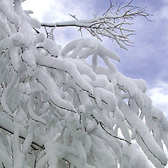 фото "First Snow"