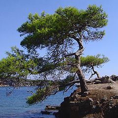 photo "Mediterranean pine"