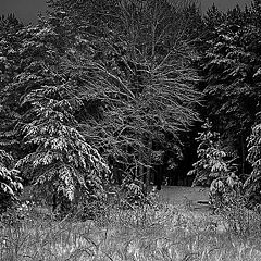 фото "Первый снег... черный лес"