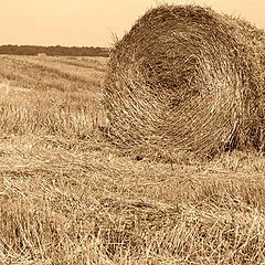 photo "hay"