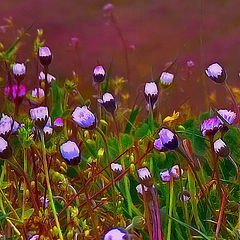 photo "Memories"