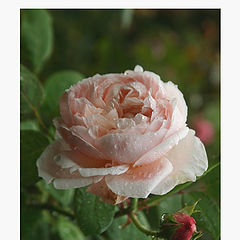 photo "A good year for the roses"