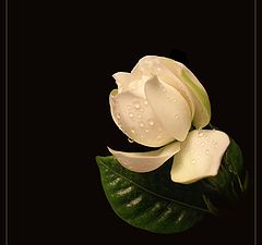 photo "Gardenia"