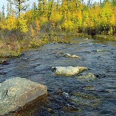 photo "Rivulet in taiga"