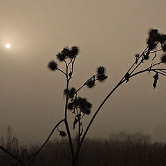 photo "Burdock in a fog"