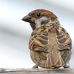 photo "Sparrow"